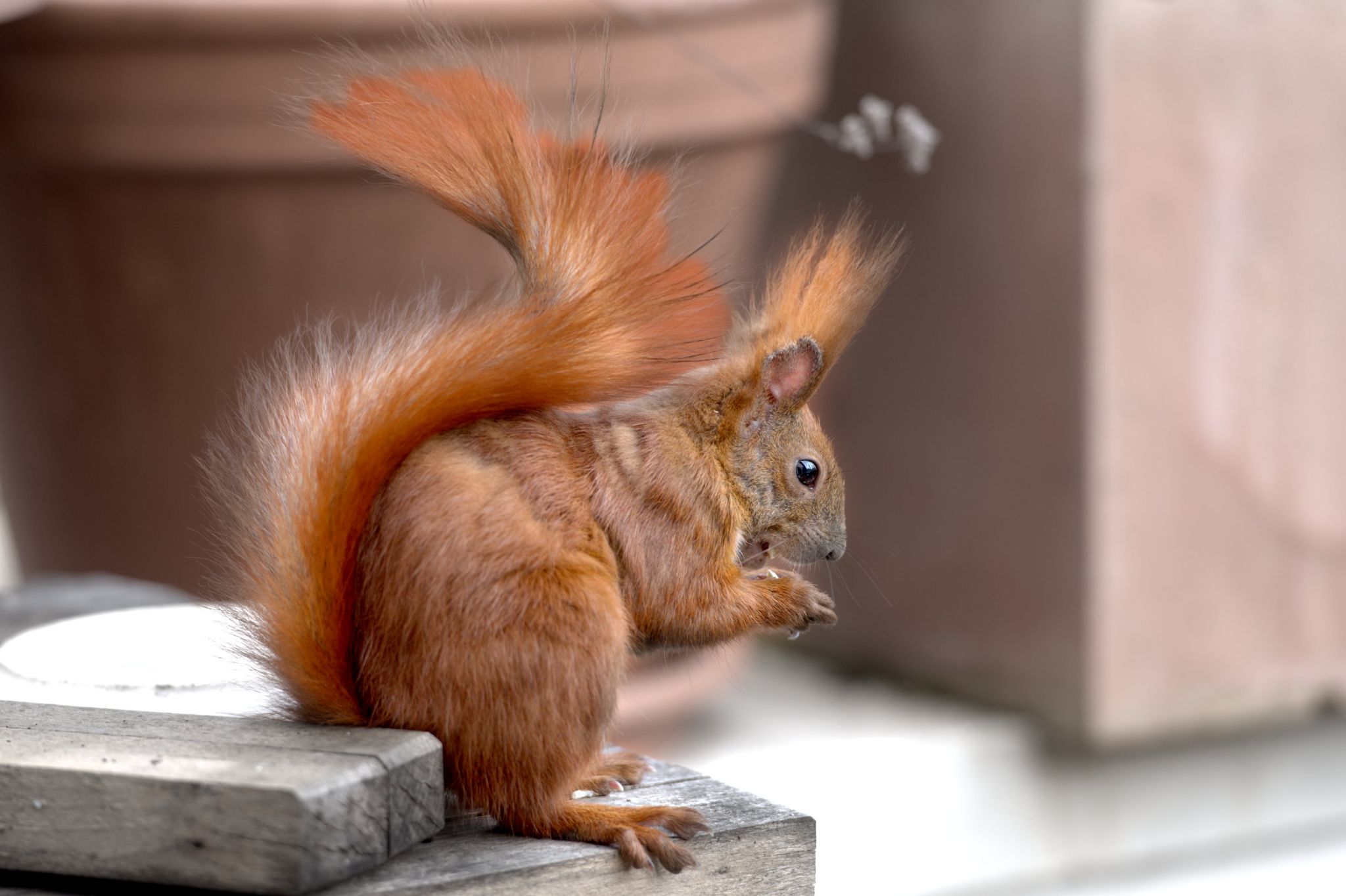 M20210325D_Eichhörnchen4157